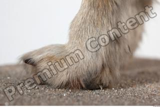 Wolf leg photo reference 0003